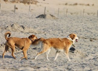 Two dogs playing at the beach.