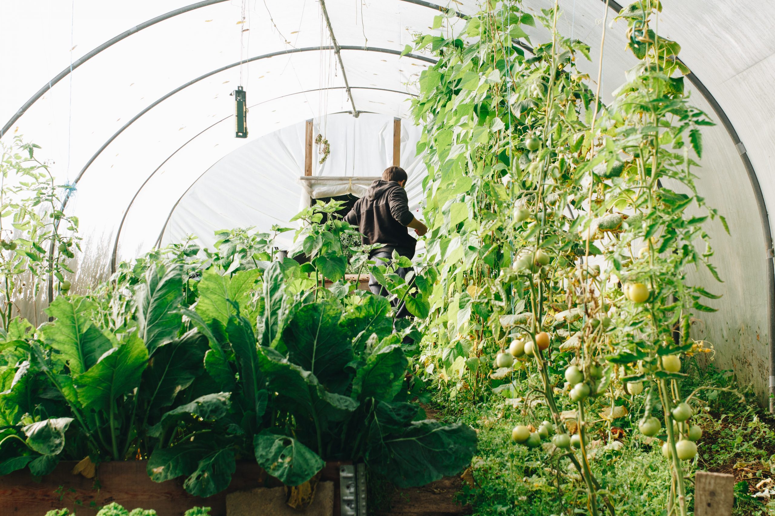 Greenhouse vegetable garden 