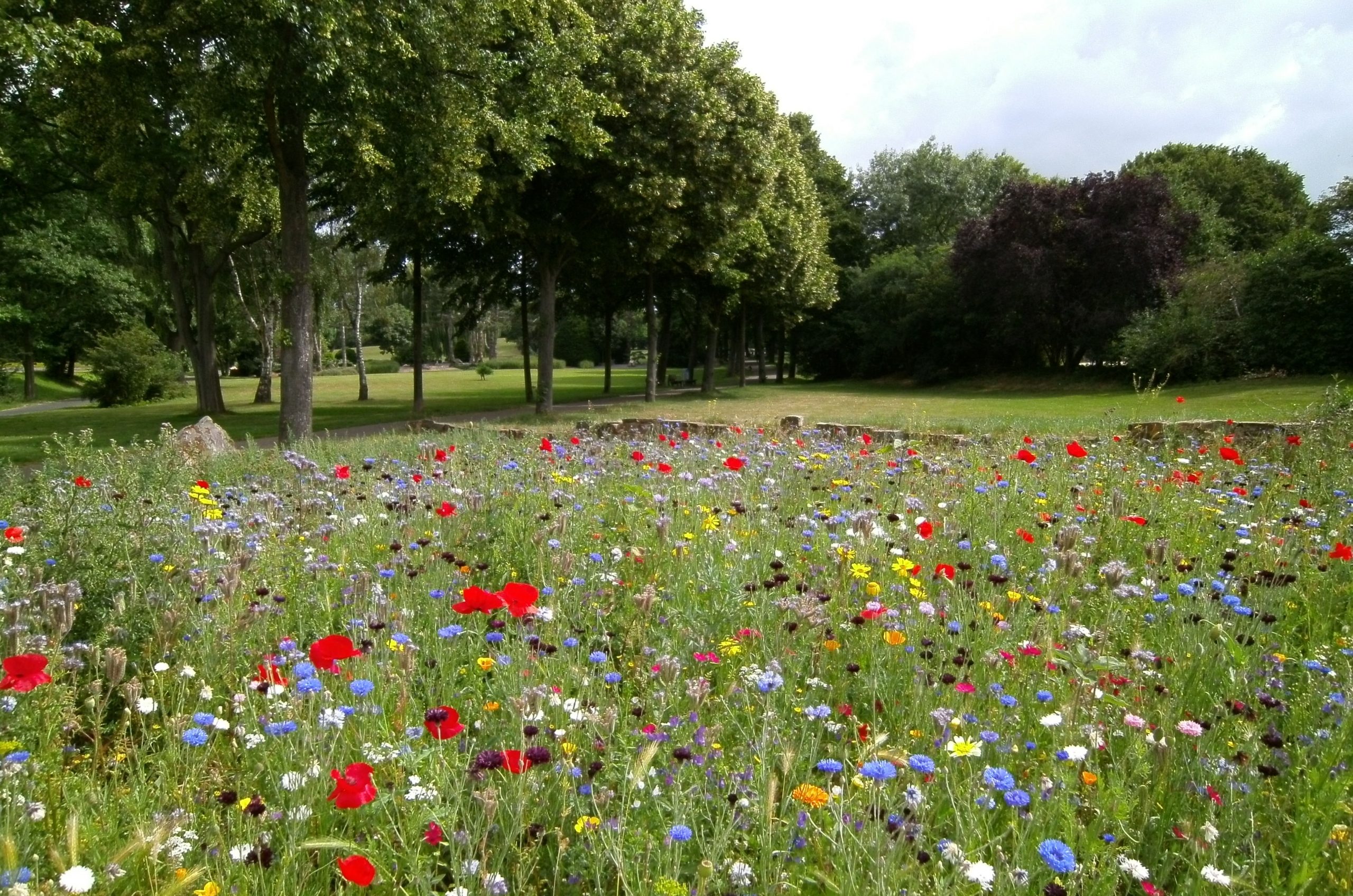 WIldflowers in park nature