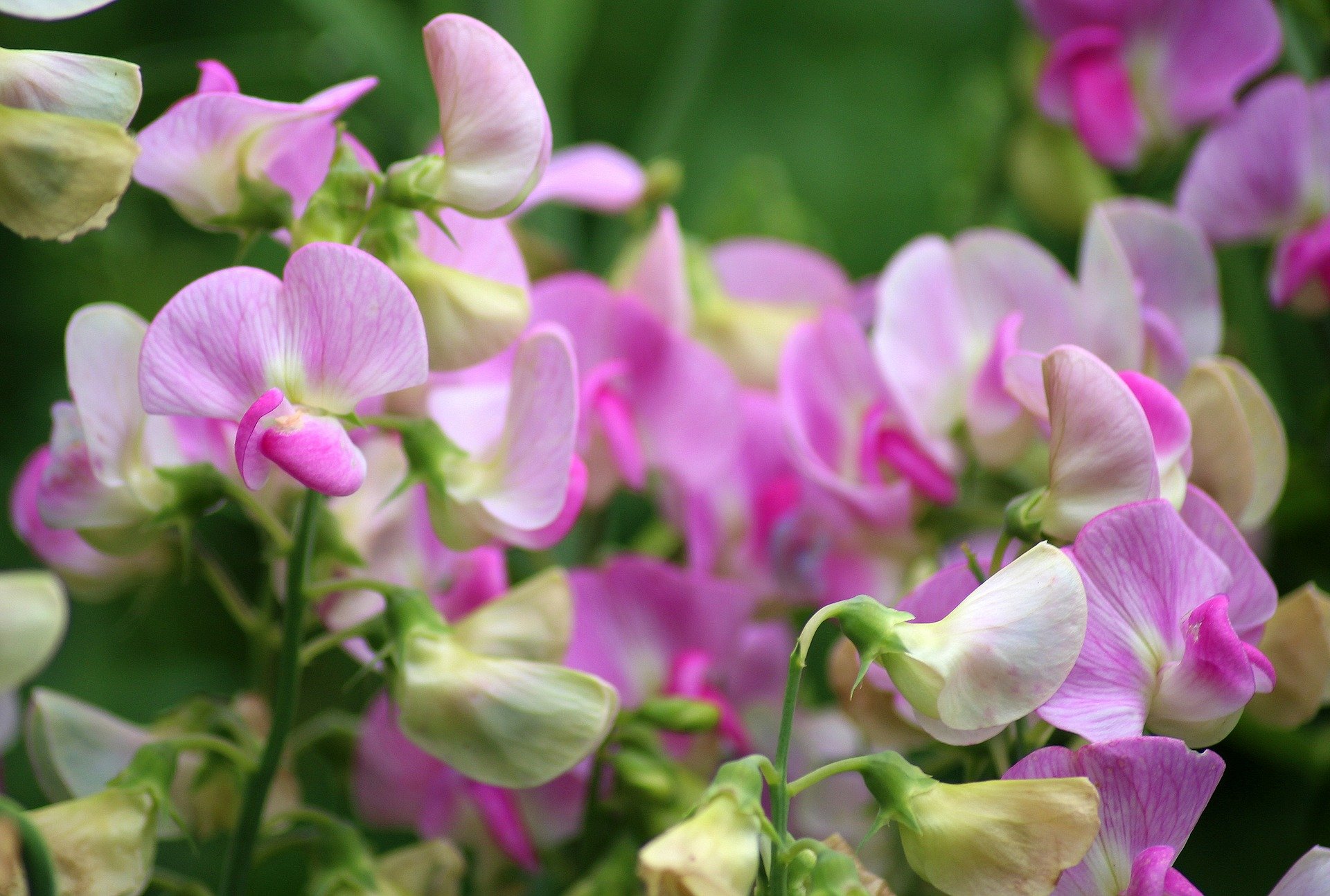 Sweet peas in the garden