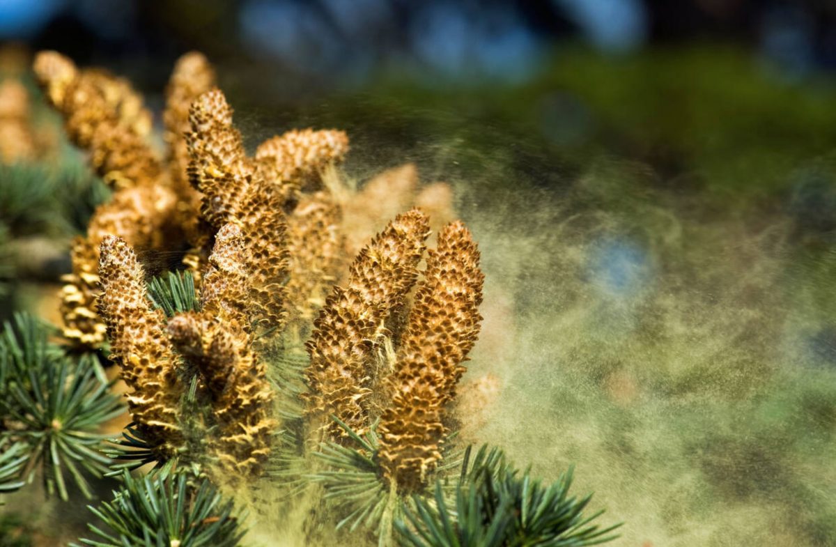 Image of a Conifer tree dispersing Pollen.