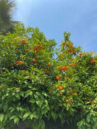 This is a picture of orange trees in Varrena