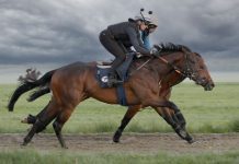 Horses stretching legs on gallop