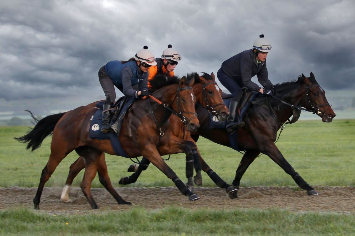 3 horses striding out on the gallops