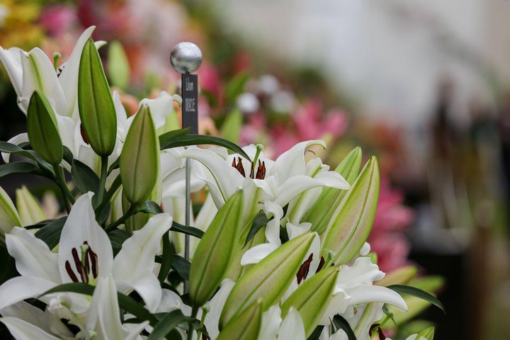 This image shows a photo of lilies on display at the Chelsea Flower Show in 2022. 