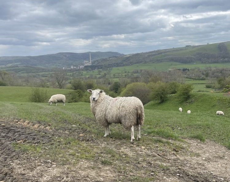 Picture of sheep in the Peak District