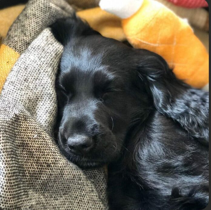 Black Cocker spaniel puppy. Image provided by Lucy Scotney.